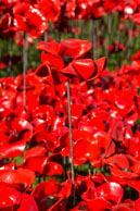 Close-up cemaric poppy / In celebration of the 100 years stince the start of World War I, ceramic artist Paul Cummins, with setting by stage designer Tom Piper, have started the installation of 