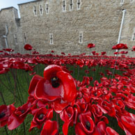 Poppies and Tower wall / In celebration of the 100 years stince the start of World War I, ceramic artist Paul Cummins, with setting by stage designer Tom Piper, have started the installation of 