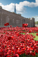 Tall poppies against a Sea of Red / In celebration of the 100 years stince the start of World War I, ceramic artist Paul Cummins, with setting by stage designer Tom Piper, have started the installation of 