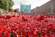 Masses of poppies / In celebration of the 100 years stince the start of World War I, ceramic artist Paul Cummins, with setting by stage designer Tom Piper, have started the installation of 