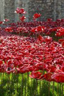 Layers of poppies / In celebration of the 100 years stince the start of World War I, ceramic artist Paul Cummins, with setting by stage designer Tom Piper, have started the installation of 