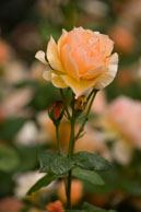 Rose with two closed heads / Peach coloured rose in Regent's Park, London.  Shot 1/250 sec at f/5.6 with Sigma 50-500mm lens.