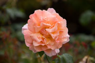 Rain on rose / Rain on pink coloured rose in Regent's Park, London.  Shot 1/200 sec at f/6.3 with Sigma 50-500mm lens.