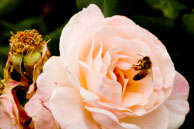 Bee in rose / Bee in pink coloured rose in Regent's Park, London.  Shot 1/200 sec at f/16 with EF 180mm Macro lens.