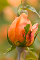 Closed peach rose / Closed peach coloured rose in Regent's Park, London.  Shot 1/60 sec at f/11 with EF 180mm Macro lens.