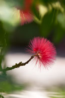Pink Mauritian flower / Unkown type of pink flower in Mauritius.  Shot 1/30 sec at f/5.0 with EF 70-200mm lens.