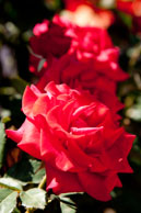 Red roses / Line of red roses in Australia.  Shot 1/100 sec at f/8 with EF 24-105mm lens.
