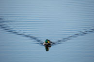 Mallard Duck / Wildlife & Wetlands Trust - London