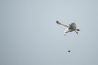Gull dropping a clump of reeds / Wildlife & Wetlands Trust - London