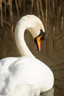 Swan in Spring / Wildlife & Wetlands Trust - London