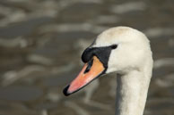 Swan's head / Wildlife & Wetlands Trust - Slimbridge