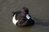 Tufted Duck / Wildlife & Wetlands Trust - Slimbridge