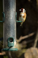 Goldfinch / Wildlife & Wetlands Trust - Slimbridge
