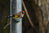 Goldfinches / Wildlife & Wetlands Trust - Slimbridge