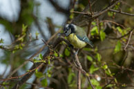 Blue Tit on a branch / Wildlife & Wetlands Trust - Slimbridge