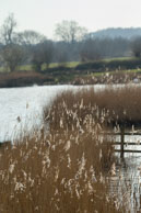 Reeds between the ponds / Wildlife & Wetlands Trust - Slimbridge