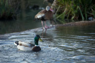 Mallard Duck / Wildlife & Wetlands Trust - Slimbridge