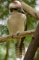 Kookaburra / Kookaburra perched in a tree in Healsville Wifelife Sanctuary