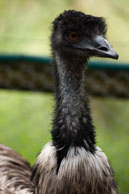 Emu / Emu at Healsville Wifelife Sanctuary