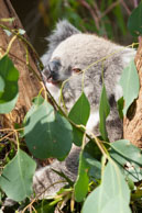 Koala eating / Koala in Healsville Wifelife Sanctuary