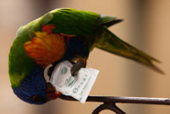 Parrot opening sugar / At a restaurant in Sydney, a parrot is stealing, opening and eating the sugar