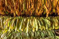 Tobacco Leaves / Rows of tobacco leaves at various states of being dried