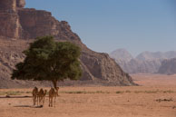 Camals and Tree / Images from Wadi Rum, Jordan in early November 2013