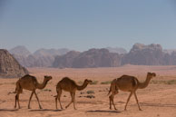 Three Camals / Images from Wadi Rum, Jordan in early November 2013