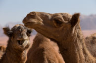 Portrait of Camals / Images from Wadi Rum, Jordan in early November 2013