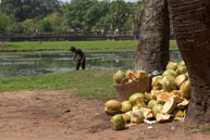 Used coconuts / Temples, their surrounding and people in Seim Reap, Cambodia