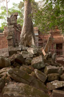 Tree in ruins / Temples, their surrounding and people in Seim Reap, Cambodia