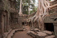 Trees growing out of temple / Temples, their surrounding and people in Seim Reap, Cambodia