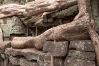 Close-up of tree growing from ruins / Temples, their surrounding and people in Seim Reap, Cambodia