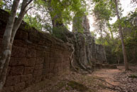 Wall & Trees / Temples, their surrounding and people in Seim Reap, Cambodia