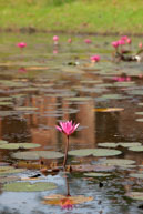 Lilly Pond / Temples, their surrounding and people in Seim Reap, Cambodia