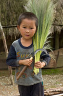 Small Lao Boy / Portrait of a small Lao boy who had been cutting rice in the fields.