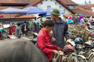 Entrance to Bac Ha buffalo market / Local official receieving payment from a buffalo owner to enter the market