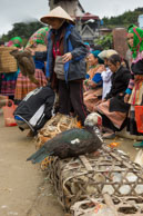 Selling poultry at Bac Ha market / Duck and other poultry for sale at Bac Ha market