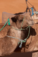 Camel portrait / Portrait of a camel with anoth camel behind it