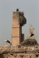 Storks at El Badi Palace in Marrakech / Marrakech, Morocco in April 2013