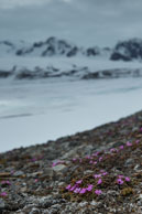 Flowers and Glacier / Purple flowers on the tundra with the glacier in the background at Gåshamna – Hornsund, Svalbard