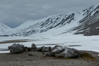 Whale bones / Old whale bones emerge from the snow at Gåshamna – Hornsund, Svalbard