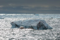 Icebergs / ICebergs and floating ice at Bråsvellbreen, Svalbard