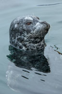 Victoria Harbour Seal / From my trip to Victoria and Vancouver Island in the Fall (October 2014)