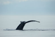 Humpback Whale Tail #1 / From my trip to Victoria and Vancouver Island in the Fall (October 2014)