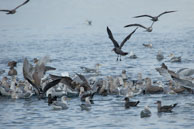 Birds landing to feed / From my trip to Victoria and Vancouver Island in the Fall (October 2014)