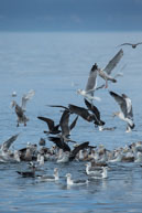 Manic birds feeding / From my trip to Victoria and Vancouver Island in the Fall (October 2014)