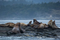 Jousting Seals / From my trip to Victoria and Vancouver Island in the Fall (October 2014)