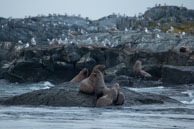 Seals on the rocks / From my trip to Victoria and Vancouver Island in the Fall (October 2014)